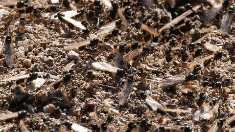 Ants, wings, Spain Video stock 234408137