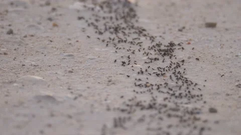 Ants, wings, Spain Stock Footage 234408144