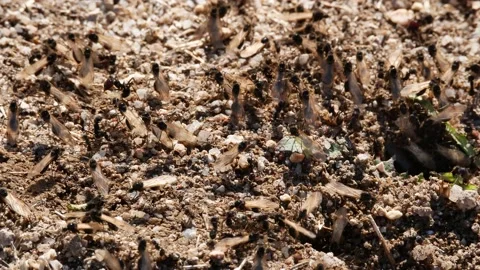 Ants, wings, Spain Video stock 234408151