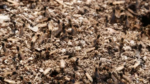 Ants, wings, Spain Video stock 234408196