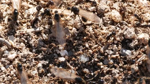 Ants, wings, Spain Video stock 234408201