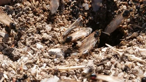 Ants, wings, Spain Stock Footage 234408289