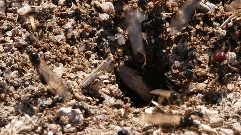Ants, wings, Spain Video stock 234408295
