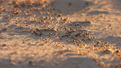 Ants, wings, Spain Stock Footage 234408367