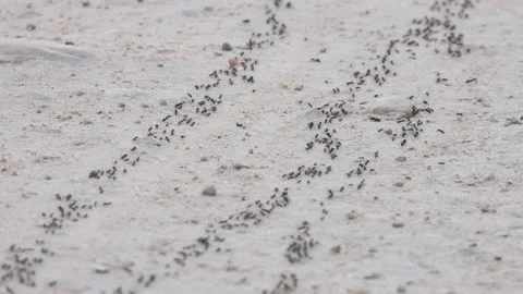 Ants, wings, Spain Video stock 234408380