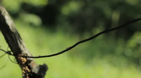 Ants on wire 10 Stock Footage 36348583