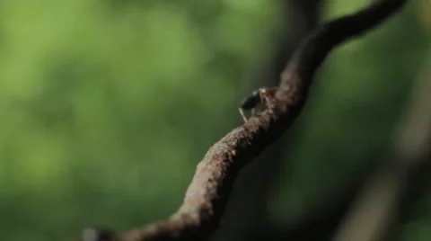 Ants on wire 12 Видео 36346760