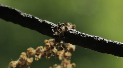 Ants on wire 13 Stock Footage 36346103