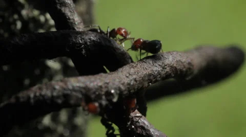 Ants on wire 14 Stock Footage 36345783