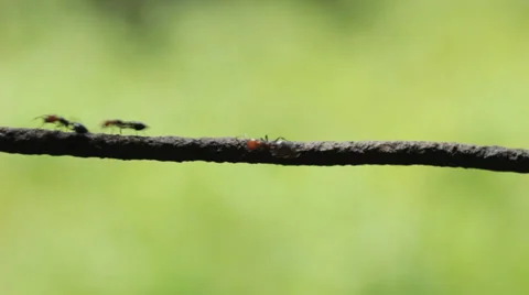 Ants on wire 14 Stock Footage 36348333