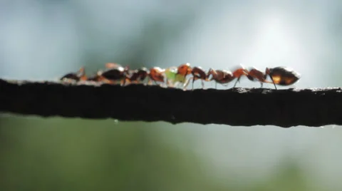 Ants on wire 15 Видео 36347465