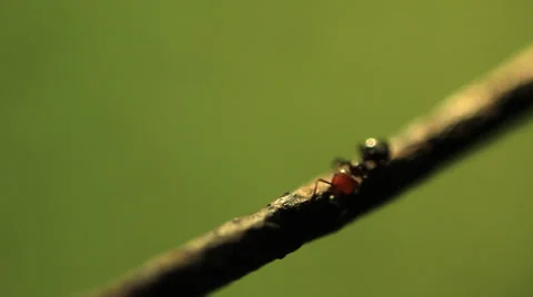 Ants on wire 2 Stock Footage 36346754