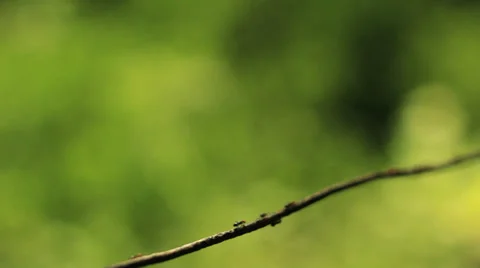 Ants on wire 4 Stock Footage 36345732
