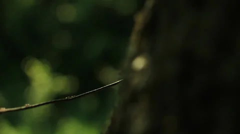 Ants on wire 5 Stock Footage 36346314