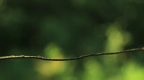 Ants on wire 6 Stock Footage 36346480