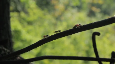Ants on wire 7 Stock Footage 36345692