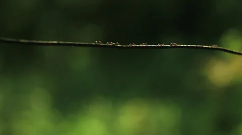 Ants on wire 7 Видео 36346569