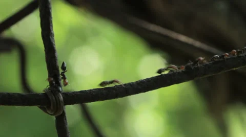 Ants on wire 8 Stock Footage 36346494