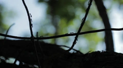 Ants on wire 9 Stock Footage 36348594