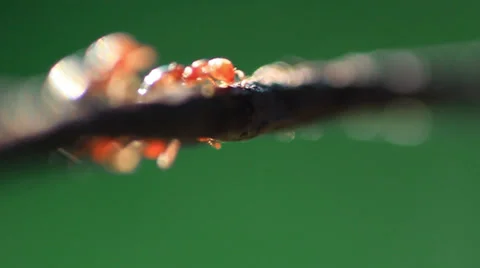Ants on a wire extreme macro close up Видео 36347400