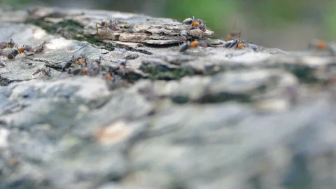 Ants On Wood, Close Up Stock Footage 96040348