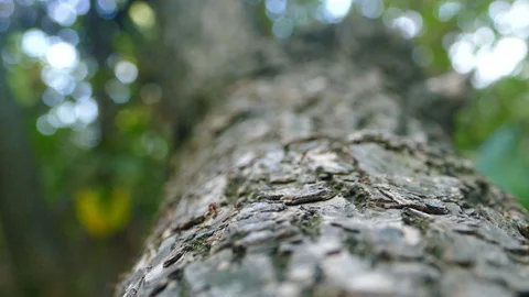 Ants On Wood, Close Up Stock Footage 96043336