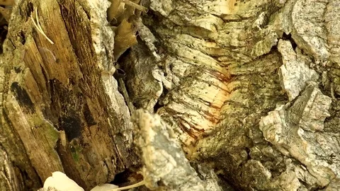 Ants in Wood Stock Footage 79148004