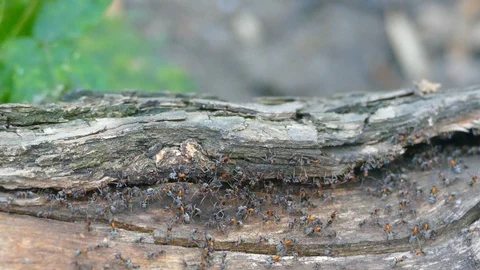 Ants on Wood Stock Footage 96043152