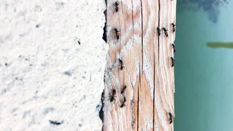 Ants on the wood Stock Footage 132992779