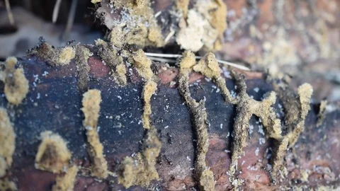 Ants on wood with larvae Stock Footage 72902888