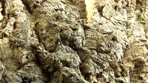 Ants in Wood Macro Stock Footage 79148007