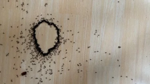 Ants on Wooden Surface Stock Footage 310821586