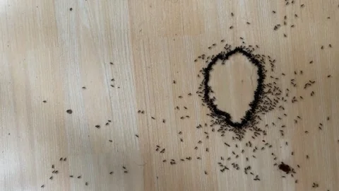 Ants on Wooden Surface Stock Footage 310821642