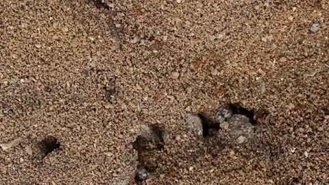 Ants In the Woods Stock Footage 315134530