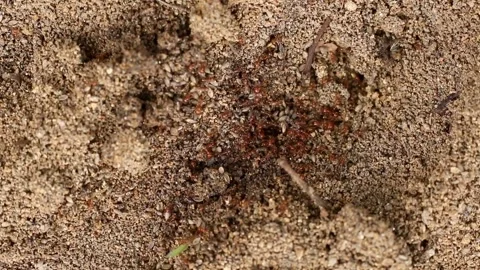 Ants In the Woods Stock Footage 315134562
