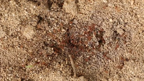 Ants In the Woods Stock Footage 315134632