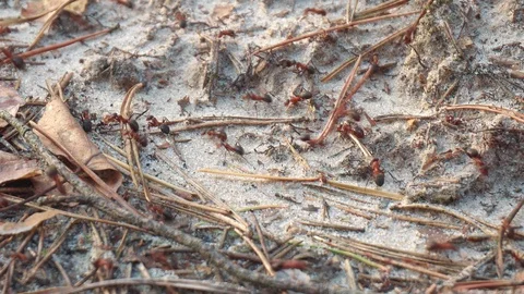 Ants in the woods on the sand Stock Footage 107826533