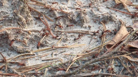 Ants in the woods on the sand Stock Footage 107827745