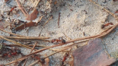 Ants in the woods on the sand Stock Footage 107828087