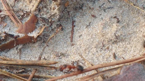 Ants in the woods on the sand Stock Footage 107828226