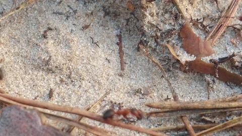 Ants in the woods on the sand Stock Footage 107828349