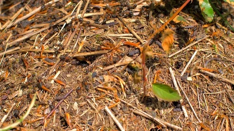 Ants in the woods. TOP View Stock Footage 109550200