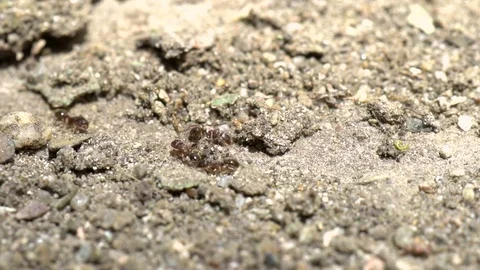 Ants on Work, 4K UHD Macro Shoot Stock Footage 77679561