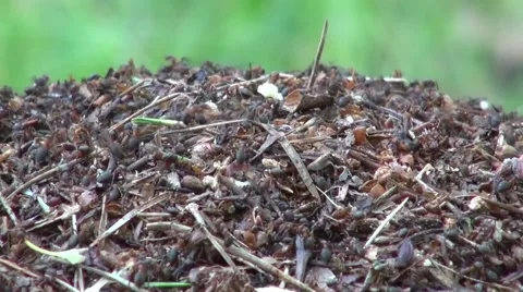 Ants work in the anthill closeup Stock Footage 52575845