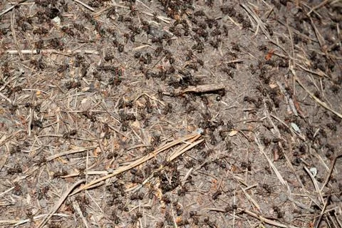Ants work in an anthill. Stock Photos