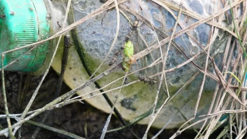 Ants at work, ants tem work, black ants in action Stock Footage 290928767