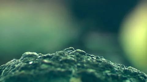 Ants at work. Background Stock Footage 10594159