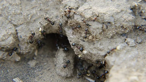Ants work for the benefit of their colony Stock-Footage 90764968