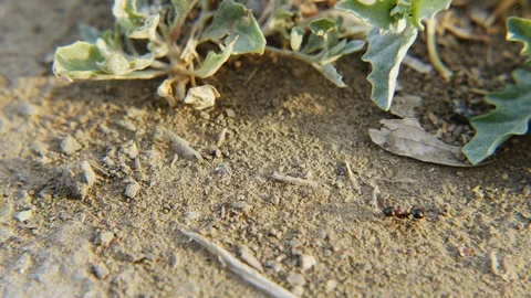 Ants work for the benefit of their colony Stock Footage 90765652