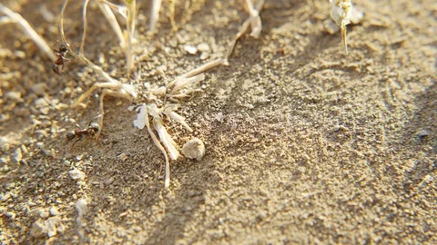 Ants work for the benefit of their colony 스톡 동영상 90766230
